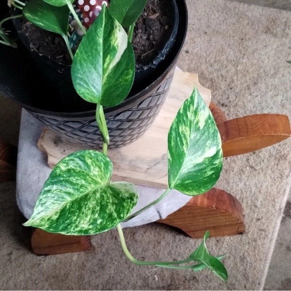 Pothos green and healthy Set of 2 long strands. Ready to plant-rooted - Picture 8 of 8